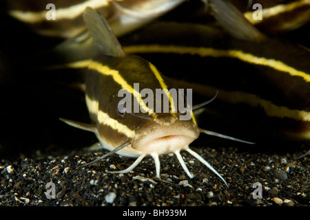 Poisson-chat rayé, Plotosus lineatus, Détroit de Lembeh, Sulawesi, Indonésie Banque D'Images