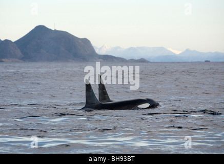 Paire d'épaulards, Orcinus orca, Solvaer, Vestfjord, Lofoten, Norvège Banque D'Images