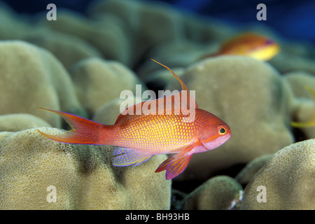 Jewel Fairy Basslet, Pseudanthias squamipinnis, Mer Rouge, en Arabie Saoudite Banque D'Images