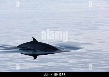 Le nord du petit rorqual, Balaenoptera acutorostrata, Spitzberg, archipel du Svalbard, Norvège Banque D'Images