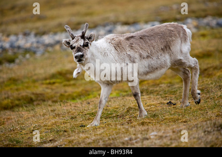 Renne du Svalbard, Rangifer tarandus platyrhynchus, Spitzberg, archipel du Svalbard, Norvège Banque D'Images