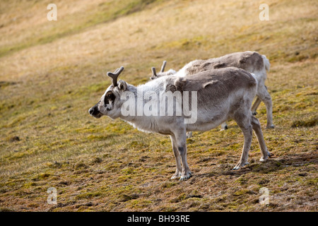 Renne du Svalbard, Rangifer tarandus platyrhynchus, Spitzberg, archipel du Svalbard, Norvège Banque D'Images