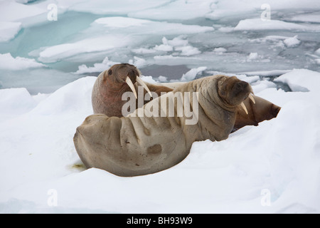 Deux Morses, Odobenus rosmarus, Spitzberg, archipel du Svalbard, Norvège Banque D'Images