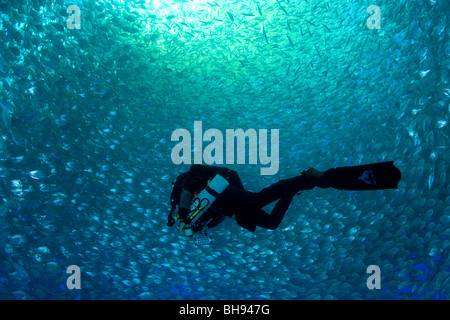 Diver inside Fish Farm, Aqua Cage Culture avec la brème de mer, Sparus aurata, Ponza, Mer Méditerranée, Italie Banque D'Images