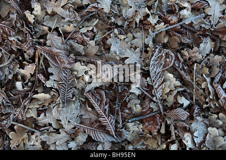 Frosty hiver feuilles tombées patern background Banque D'Images