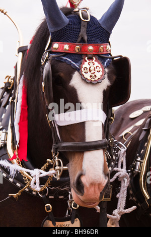 Shire chevaux avec faisceau orné Banque D'Images