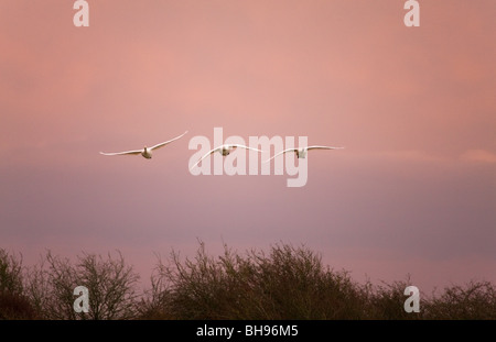 Cygne chanteur Cygnus cygnus trois adultes en vol au coucher du soleil Banque D'Images