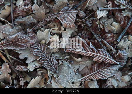 Frosty hiver feuilles tombées patern background Banque D'Images