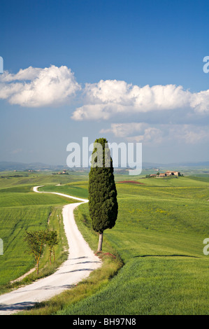 Un cyprès dans le beau paysage toscan de la Val d'Orcia, Toscane, Italie Banque D'Images
