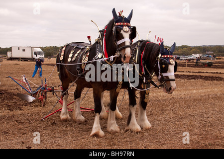 Shire chevaux tirant la charrue Banque D'Images