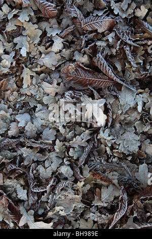 Frosty hiver feuilles tombées patern background Banque D'Images