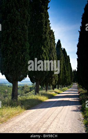 Une rangée de cyprès casting shadows sur une route de craie blanche à Val d'Orcia, Toscane, Italie Banque D'Images