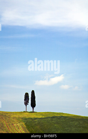 Deux cyprès dans le beau paysage toscan de la Val d'Orcia, Toscane, Italie Banque D'Images