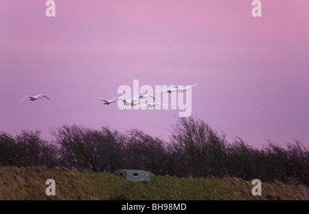 Cygne chanteur Cygnus cygnus troupeau adultes en vol au coucher du soleil Banque D'Images