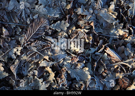 Frosty hiver feuilles tombées patern background Banque D'Images