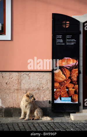 Un chien attend que son propriétaire en dehors d'une boulangerie à Szentendre, Hongrie Banque D'Images