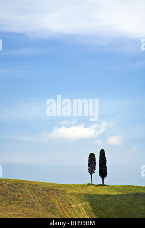 Deux cyprès dans le beau paysage toscan de la Val d'Orcia, Toscane, Italie Banque D'Images