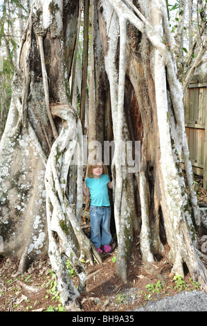 Une jeune fille posant dans les racines d'un arbre Banyan Everglades de Floride USA Banque D'Images