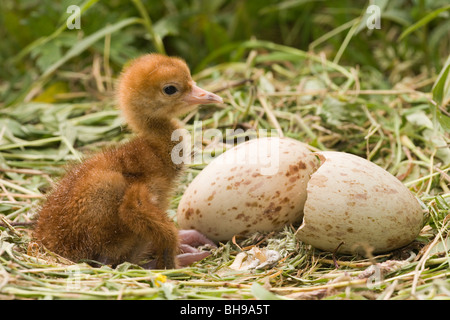 Européen Commun, eurasiennes ou Crane (Grus grus). Tout juste de sortir et de poussins shell sur la droite, avec des oeufs éclosent toujours deuxième, derrière. Banque D'Images