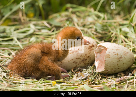 Européen Commun, eurasiennes ou Crane (Grus grus). Tout juste de sortir et de poussins shell sur la droite, avec des oeufs éclosent toujours deuxième, derrière. Banque D'Images