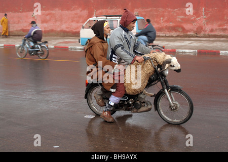 Deux hommes et un mouton ride sur une moto à travers les rues de Marrakech quelques jours avant l'Aïd al-Adha Banque D'Images