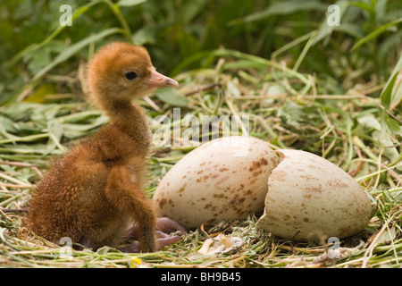 Européen Commun, eurasiennes ou Crane (Grus grus). Tout juste de sortir et de poussins shell sur la droite, avec deuxième moyen d'oeufs, encore à éclore. Banque D'Images