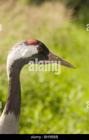 Ou eurasienne Grue cendrée (Grus grus). Mâle adulte. Banque D'Images