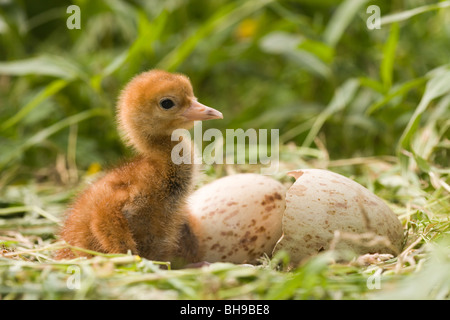 Européen Commun, eurasiennes ou Crane (Grus grus). Tout juste de sortir et de poussins shell sur la droite, avec des oeufs éclosent toujours deuxième, derrière. Banque D'Images