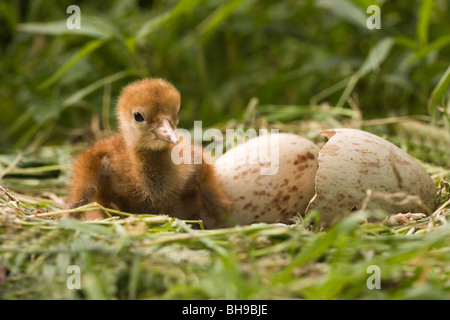 Européen Commun, eurasiennes ou Crane (Grus grus). Tout juste de sortir et de poussins shell sur la droite, avec des oeufs éclosent toujours deuxième, derrière. Banque D'Images