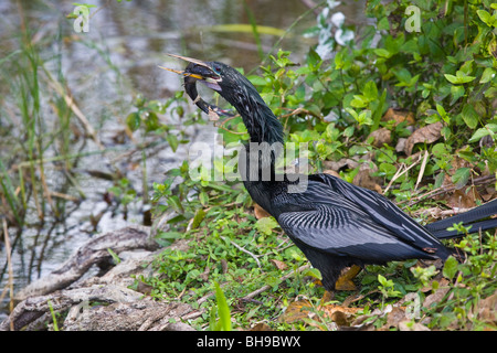 Avec Anhinga anhinga un poisson sur la piste dans le parc national des Everglades en Floride Banque D'Images