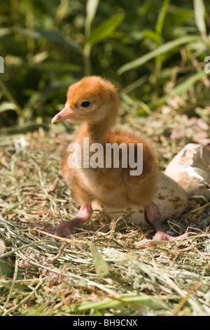 Grue de commune ou eurasien (Grus grus). Chick essayant de se tenir pour première fois. Les jeunes nidifuges. Banque D'Images