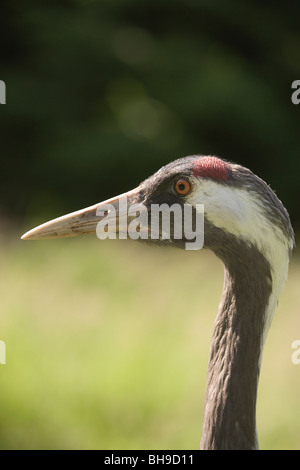 Ou eurasienne Grue cendrée (Grus grus). Mâle adulte. Portrait. Banque D'Images