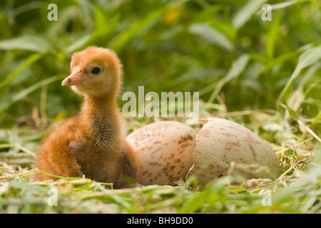 Européen Commun, eurasiennes ou Crane (Grus grus). Tout juste de sortir et de poussins shell sur la droite, avec des oeufs éclosent toujours deuxième, derrière. Banque D'Images