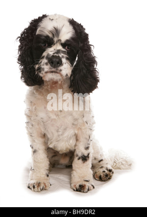 Cocker américain mâle adulte unique chien assis Studio Banque D'Images