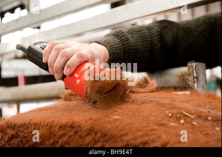 Fraisage agriculteurs cheveux les bovins pour les garder propres et en bonne santé Banque D'Images