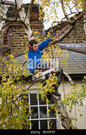 Tree Surgeon découpage d'un arbre avec une scie à chaîne. Banque D'Images