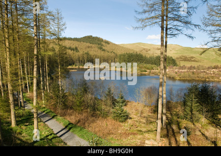 Le Nant Bwlch yr Arian centre, Pays de Galles est une destination populaire pour voir red kites qui sont nourris tous les jours Banque D'Images