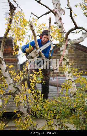 Tree Surgeon découpage d'un arbre avec une scie à chaîne. Banque D'Images