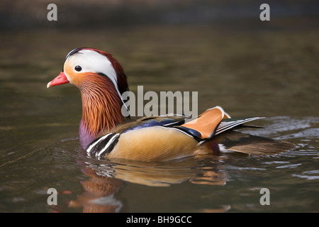 Canard mandarin (Aix galericulata). Homme ou drake la natation. Banque D'Images