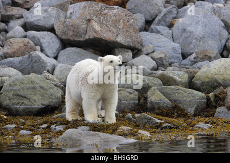 Ours blanc Ursus maritimus debout sur les rochers couverts de varechs près de bord de l'eau Banque D'Images