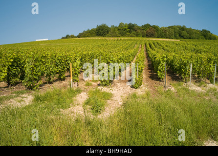 Rangées de vignes, près de Reims, Marne, Grand Est, dans la région Champagne, France Banque D'Images