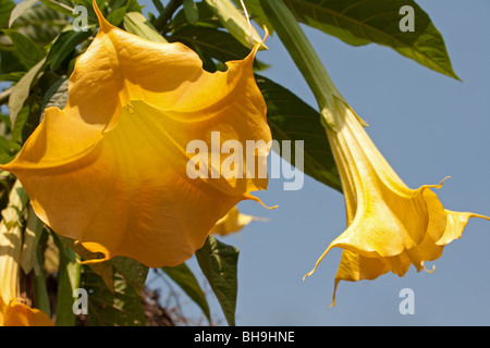 Floraison jaune Brugmansia feingold autrement connu comme les trompettes de l'ange qui partage avec le nom du genre Datura Banque D'Images