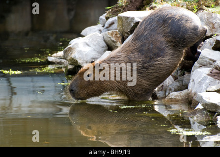 Capybara (Hydrochoerus hydrochaeris), en captivité. Banque D'Images