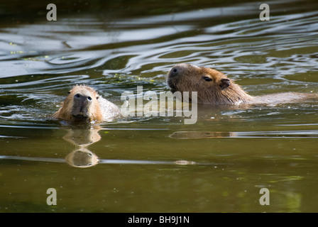 Capybara (Hydrochoerus hydrochaeris), en captivité. Banque D'Images