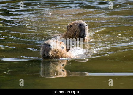 Capybara (Hydrochoerus hydrochaeris), en captivité. Banque D'Images