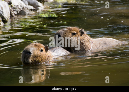 Capybara (Hydrochoerus hydrochaeris), en captivité. Banque D'Images