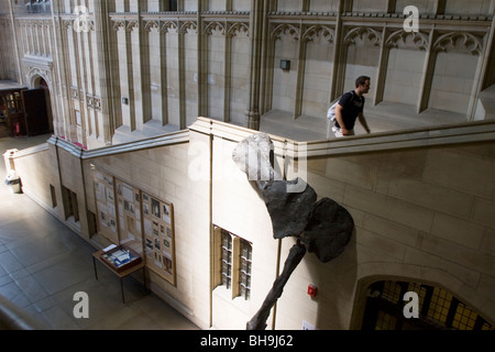 Un étudiant sur l'escalier principal de la Wills Memorial Building, University of Bristol, Bristol, Angleterre. Banque D'Images