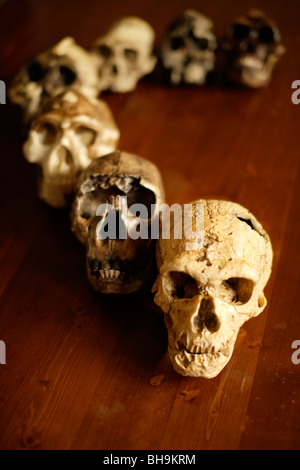 La reproduction des crânes d'ancêtres humains organisés sur un banc Banque D'Images