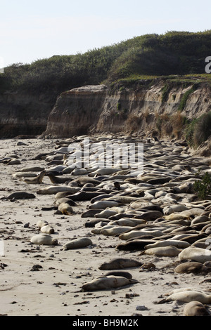 L'éléphant Año Nuevo State Park en Californie Banque D'Images