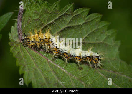 La virgule butterfly caterpillar (Polygonia c-album) Banque D'Images